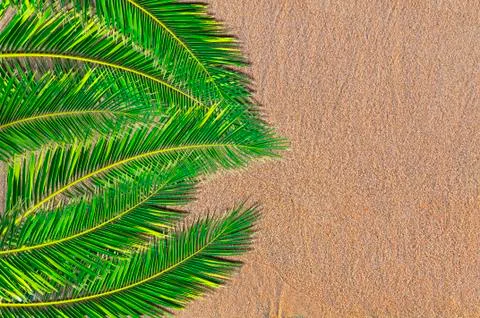 Palm trees on sandy beach Stock Photos