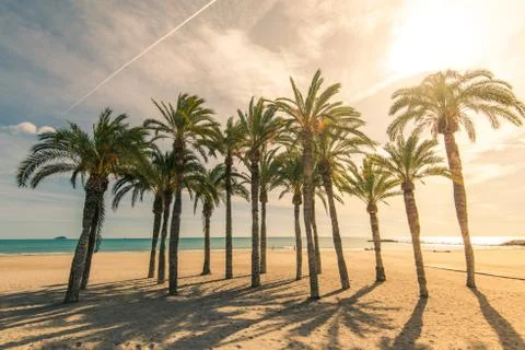 Palm trees on sandy beach with sunlight Stock Photos