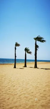 Palm trees on the Sandy Beach under the gusts of wind Stock Photos