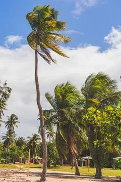 Palm trees on sandy path Seven Sea beach park in tropical Fajardo, Puerto Rico 스톡 사진