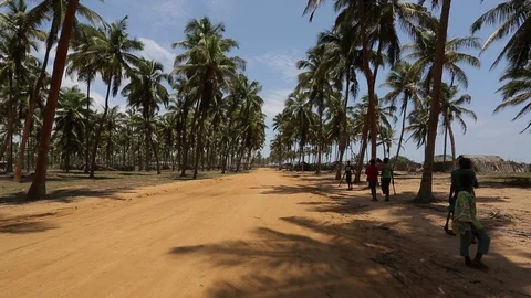 Palm trees, sandy road Video stock 122588854