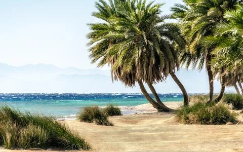 Palm trees by the sea against the backdrop of mountains in Egypt Dahab Sout.. Stock Photos
