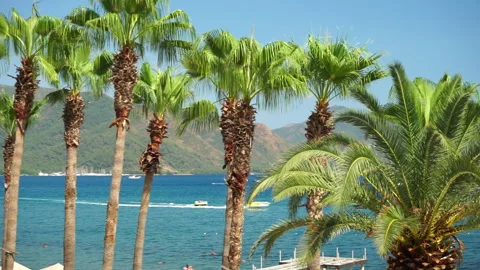 Palm trees on sea background with boat, sea resort Stock Footage 237007790