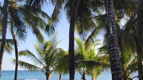 Palm trees on the sea Stock Footage 121698572