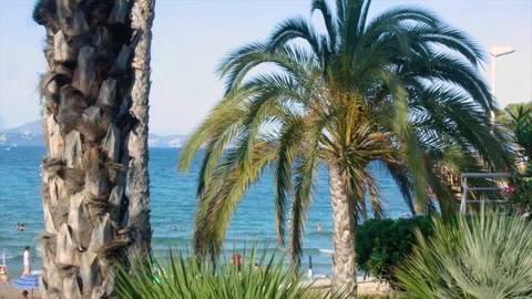 Palm trees by the sea Video stock 123130695