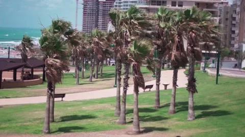 Palm trees by the sea Stock Footage 147685743