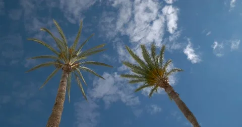 Palm trees with the sea Video stock 155820574