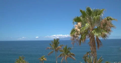 Palm trees with the sea Stock Footage 155820587