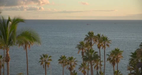 Palm trees with the sea Video stock 155820595