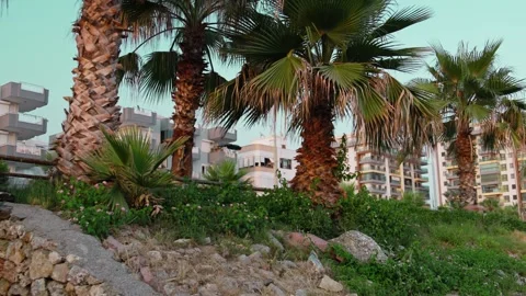 Palm Trees by the Sea Stock Footage 339706709