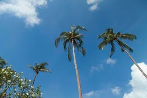Palm trees by the sea Stock Photos