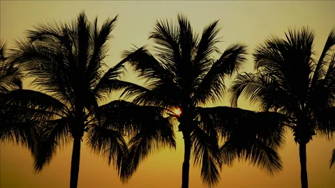 Palm trees by the sea at sunset Stock Footage 87937367