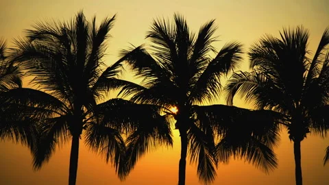 Palm trees by the sea at sunset Stock Footage 87937455