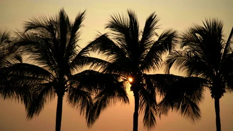 Palm trees by the sea at sunset Stock Footage 87937503