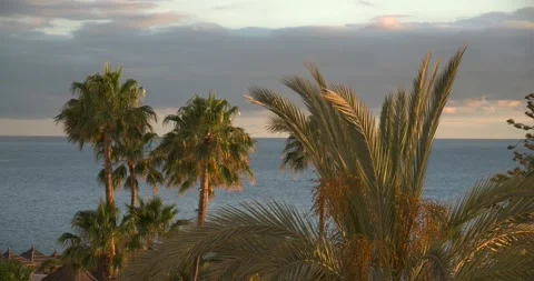 Palm trees with the sea at sunset Stockbeeldmateriaal 155820612