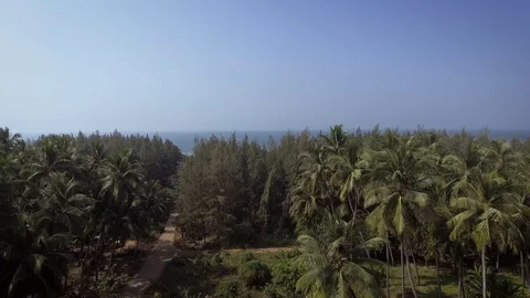 Palm trees to the sea.blue sky and blue water and green palm trees on the coast. Stock Footage 129368853