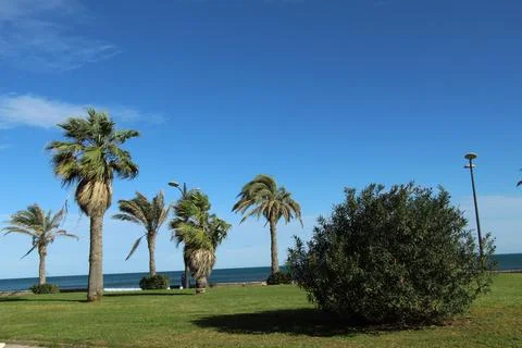 Palm trees on the seafront Stock Photos