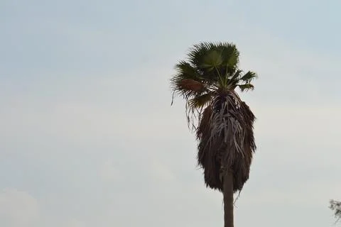 Palm trees on the seashore Stock Photos