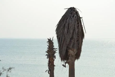 Palm trees on the seashore Stock Photos