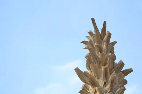 Palm trees on the seashore Stock Photos