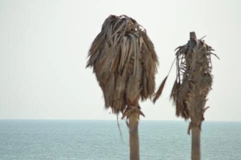 Palm trees on the seashore Fotos Stock