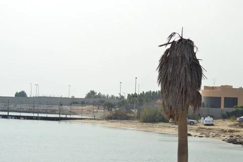 Palm trees on the seashore Stock Photos
