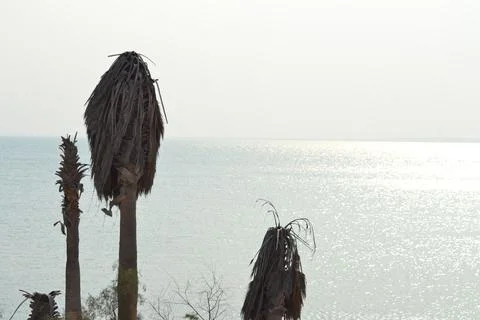 Palm trees on the seashore Stock Photos