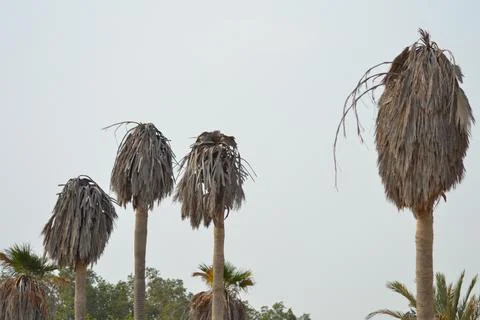Palm trees on the seashore Stock Photos