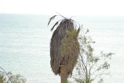 Palm trees on the seashore Stock Photos