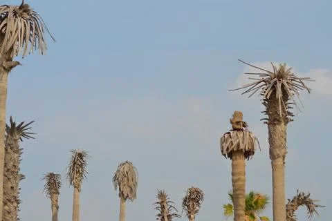 Palm trees on the seashore Stock Photos