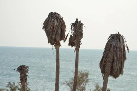 Palm trees on the seashore Stock Photos