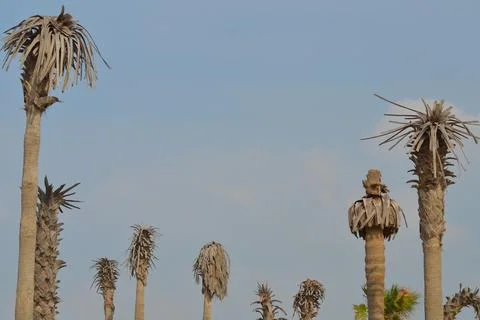Palm trees on the seashore Stock Photos