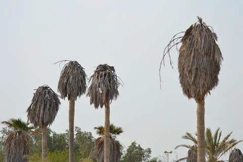 Palm trees on the seashore Stock Photos