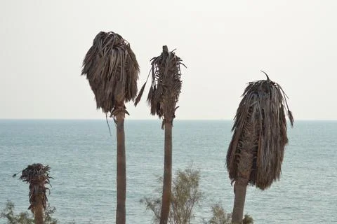 Palm trees on the seashore Stock-Fotos