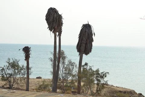 Palm trees on the seashore Stock Photos