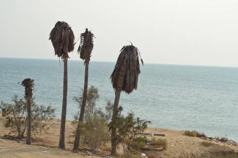 Palm trees on the seashore Stock Photos