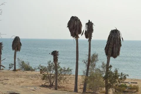 Palm trees on the seashore Stock Photos