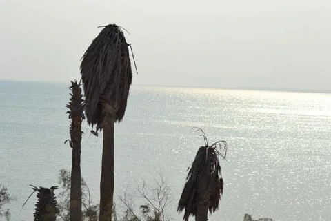 Palm trees on the seashore Stock Photos