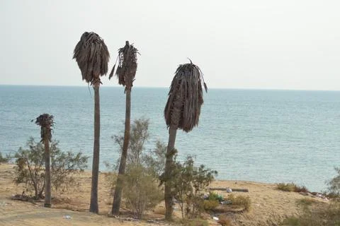 Palm trees on the seashore Stock Photos
