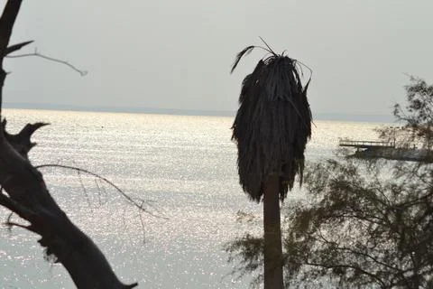 Palm trees on the seashore Stock Photos