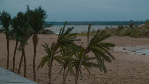 Palm trees on the seashore on a windy and cloudy day Stock Footage 289732954