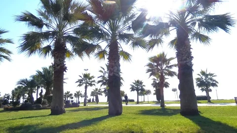 Palm trees on Seaside - Park Stock Footage 123773122
