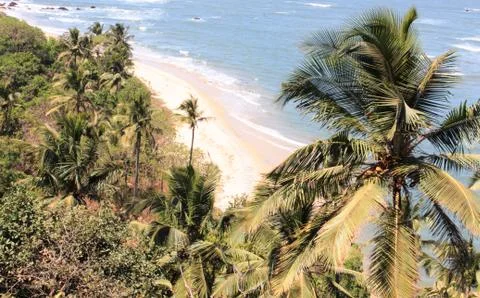 Palm trees at seaside Stock Photos