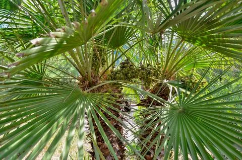 Palm Trees with Seeds Stock Photos