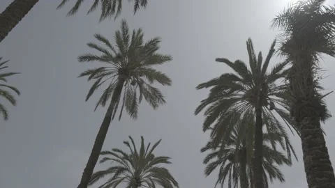 Palm trees seen from below against a blue sky Stock Footage