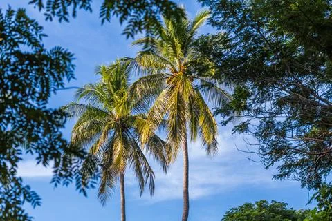 Palm trees seen from a dry forest Stock Photos