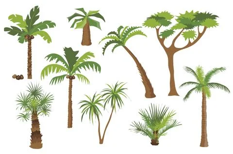 Palm trees set graphic elements in flat design. Bundle of different types o.. Illustrazione stock