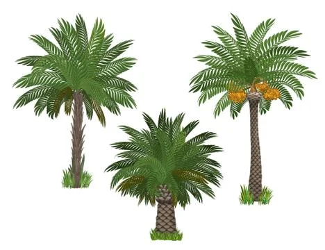 Palm trees set Stock Illustration