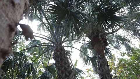 Palm Trees in the Shade Video stock 83978488