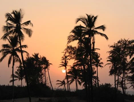 Palm trees shadows at sunset Stock Photos